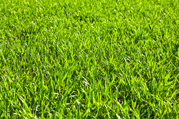 green field with growing plants