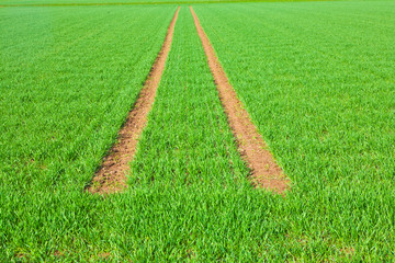 Tire Path In Field