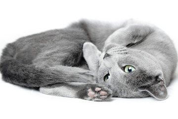 Russian blue cat