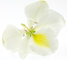 Fototapeta na wymiar fleur blanche de bauhinia, l'arbre orchidée