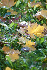 Autumn leaves on a green lawn