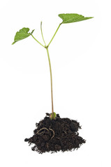 Green bean, early growth, on white background.