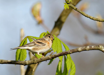 Fringilla montifringilla - Pinson du Nord - Brambling