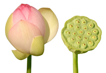 Freigestellte Lotusblüte bzw. Lotusknospe und Lotusfrucht vor weißem Hintergrund aus einem...