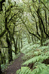 Wanderweg im Lorbeerwald Garajonay auf La Gomera