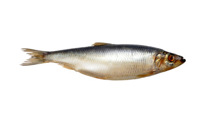 herring on white