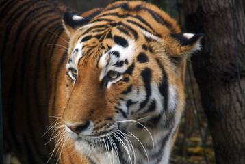 Tigre de bengala