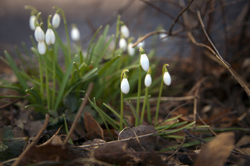 Snowdrops