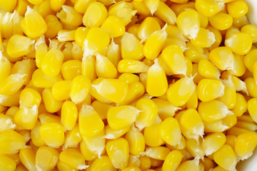 close up corn seeds