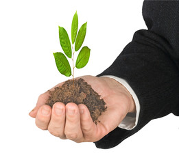 sapling in hand