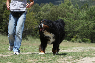 bouvier bernois et son ma&icirc;tre en promenade