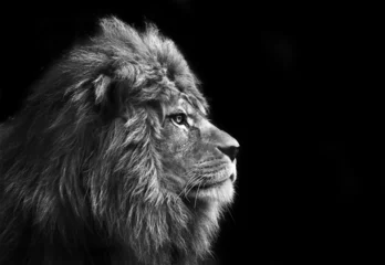 Foto op Aluminium Prachtig gezichtsportret van mannelijke leeuw op zwarte achtergrond in bla © veneratio