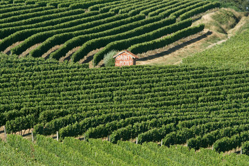 vignes Saint Mont