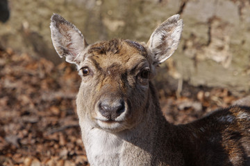 Damwild