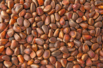 background from the nuts of Siberian cedar