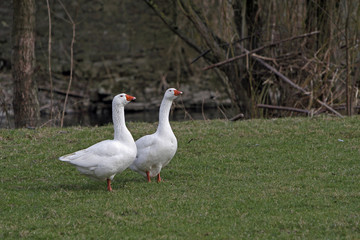 Zwei Hausgänse auf einer Wiese