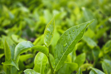 Tea Leaves close-up