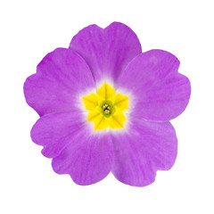 Purple and Yellow Primrose Flower Isolated