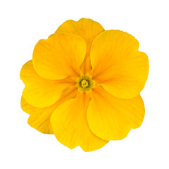 Fresh Yellow Primrose Flower Isolated