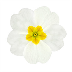 White and Yellow Primrose Flower Isolated