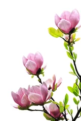 Fotobehang Spring magnolia tree blossoms © Nneirda