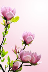 Spring magnolia tree blossoms on pink background.