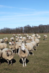 Sheep Flock Facing Camera