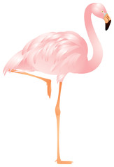 Flamingo in vector