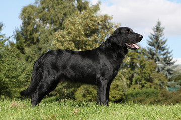 beautiful flat coated retriever on profile on the grass