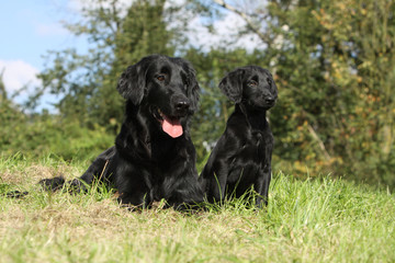 bitch of flat coated retriever and puppy