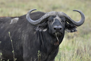 buffle, Afrique, yeux dans les yeux