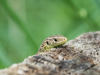 Lizard head on a stump