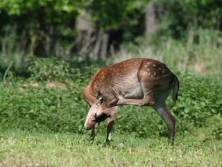 Obraz premium Fallow deer is scratching