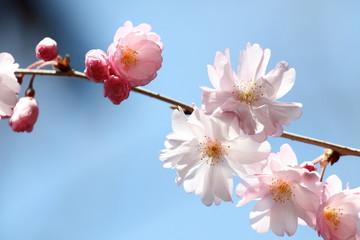 枝垂桜 (東京国立博物館)