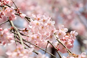 枝垂桜 (東京・六義園)