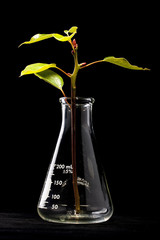 Young plant and flask