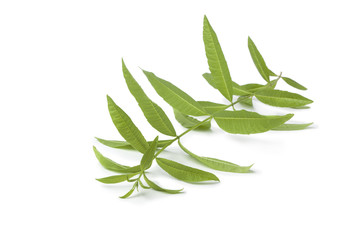 Fototapeta premium Twig of fresh verveine