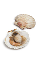 Fresh raw open scallop