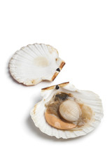 Fresh raw open scallop