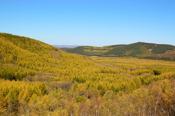 Grassland in the fall