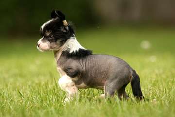 Chinese Crested Hairless Welpe