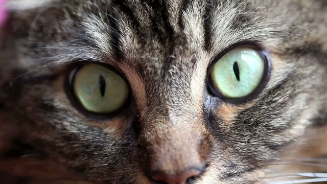 regard de chat 01