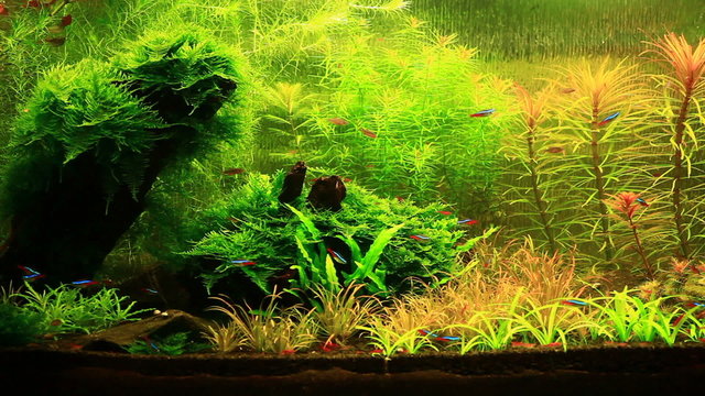 Natural Aquarium. Part 4