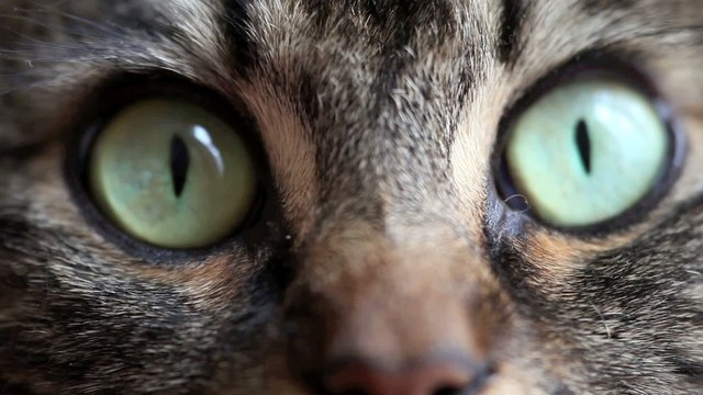 regard de chat 03