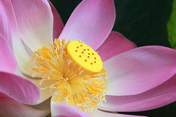 lotus flower heart