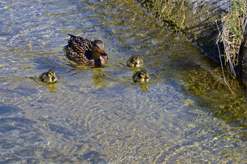 Carnard et canetons03