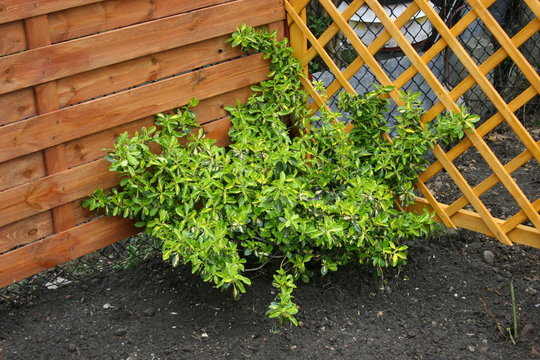 berberys