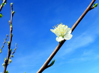 fleur de prunier