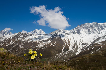 Fototapeta premium Alpenpanorama