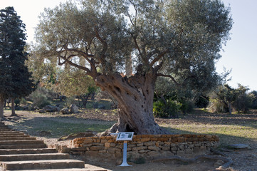 Old olive trees in the park of Valley of Temples,Sicily
